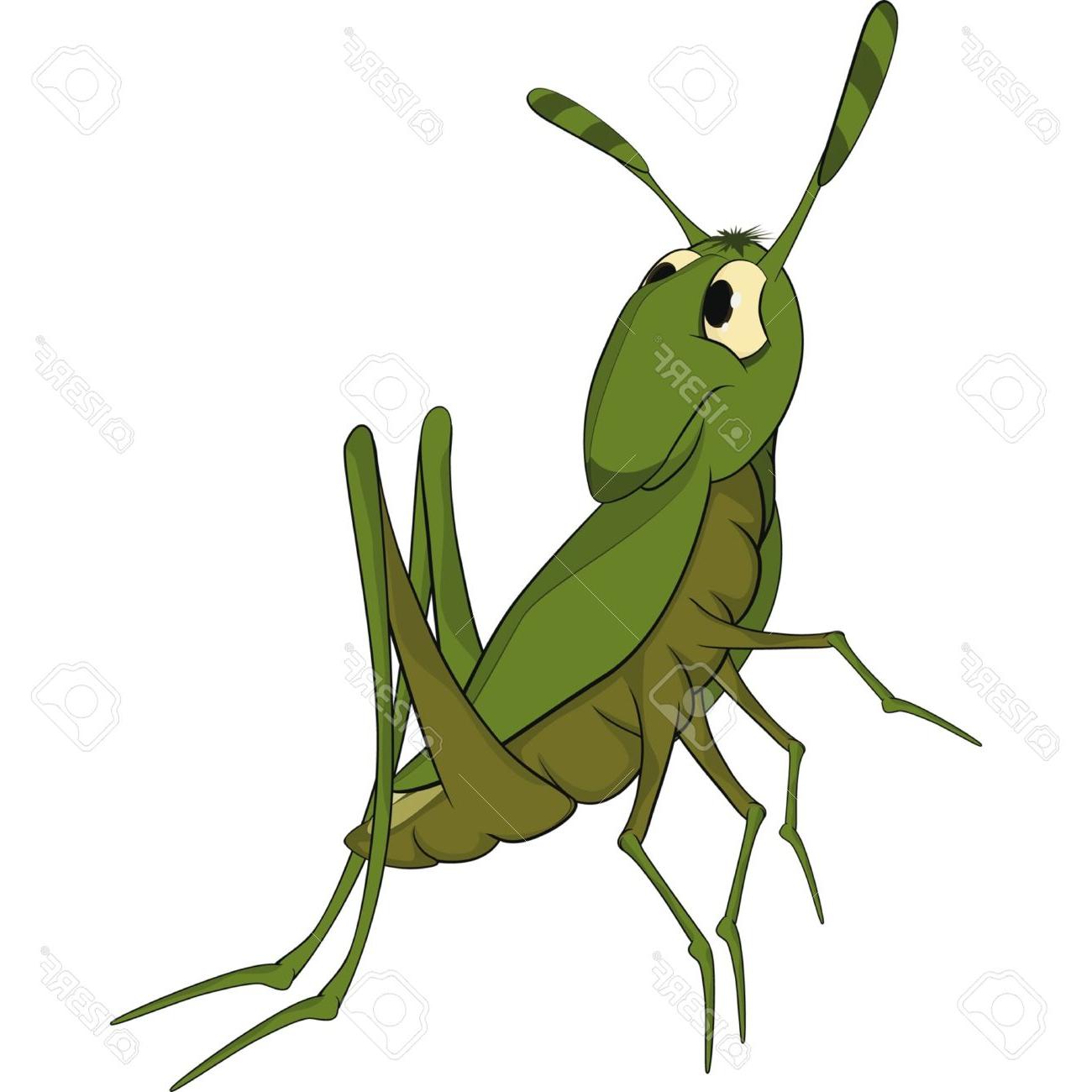 1300x1300 Best Hd Green Grasshopper Cartoon Stock Vector Cricket Drawing