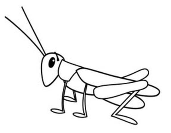 600x465 Grasshopper Drawing Tiny Coloring Page