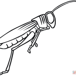 268x268 Coloring Page Grasshopper Kids Drawing And Coloring Pages
