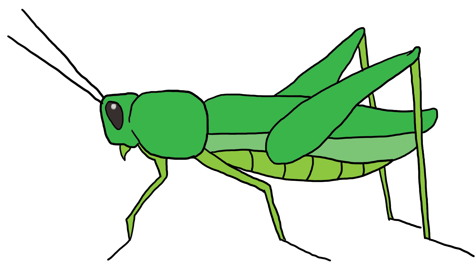 2000x1126 Drawn Insect Grasshopper