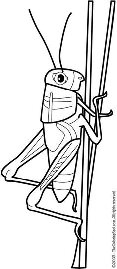 236x541 G' Is For Grasshopper! Grasshoppers Like Grass, So Have Your