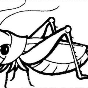 300x300 Grasshopper Coloring Page Clipart Panda