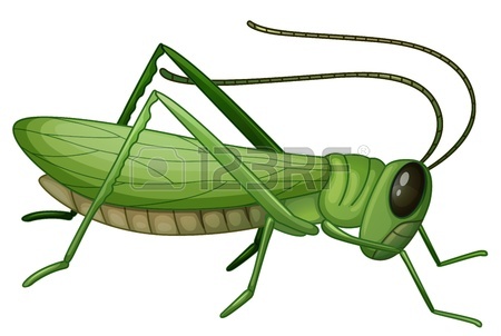 450x302 Grasshopper Images Amp Stock Pictures. Royalty Free Grasshopper