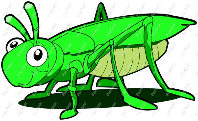 800x490 Grasshopper Clip Art