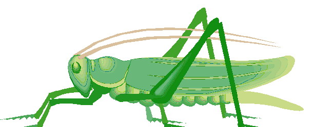 616x249 Grasshopper Clipart Animated