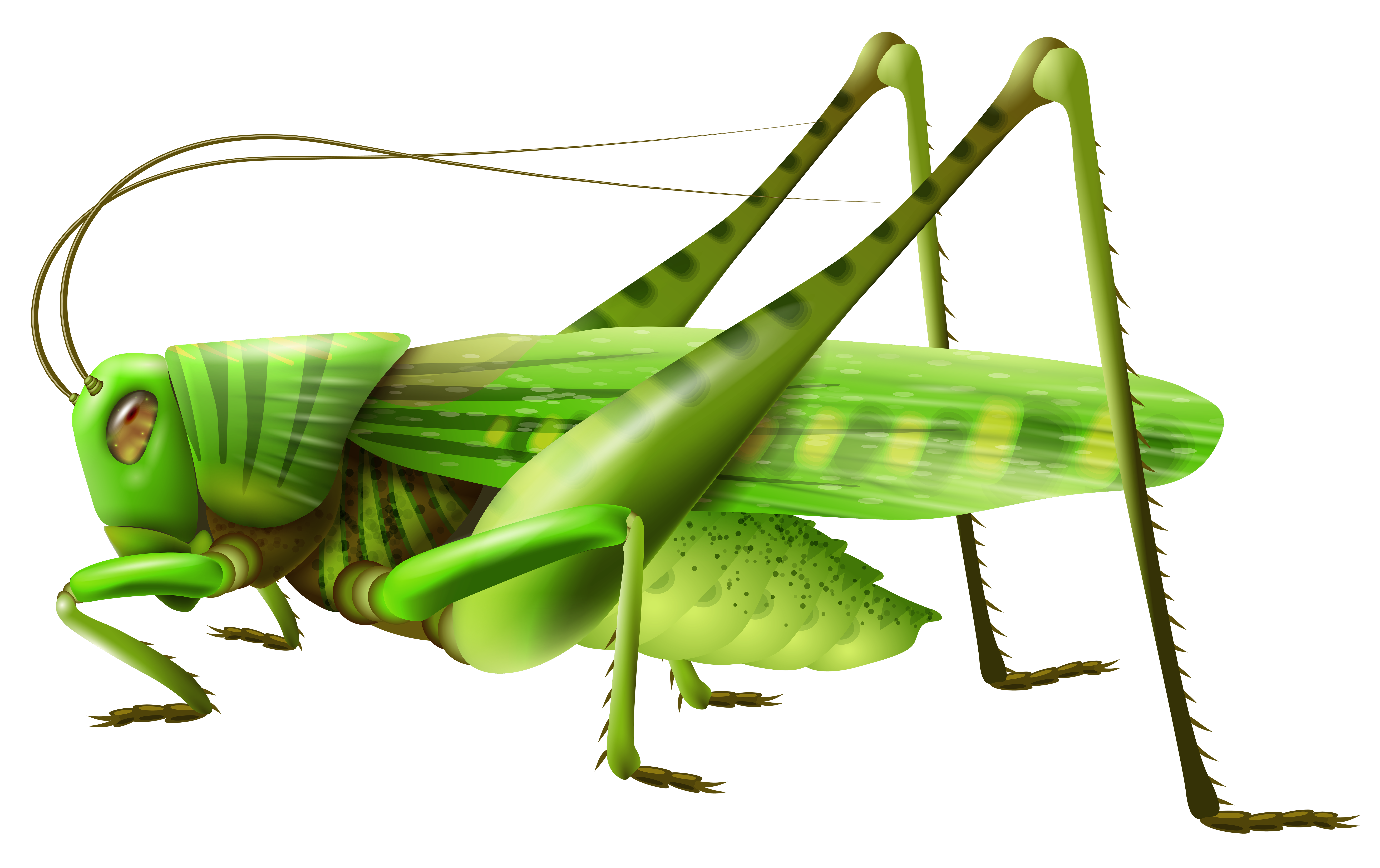 8000x5031 Top Grasshopper Clip Art Free Clipart Image 3