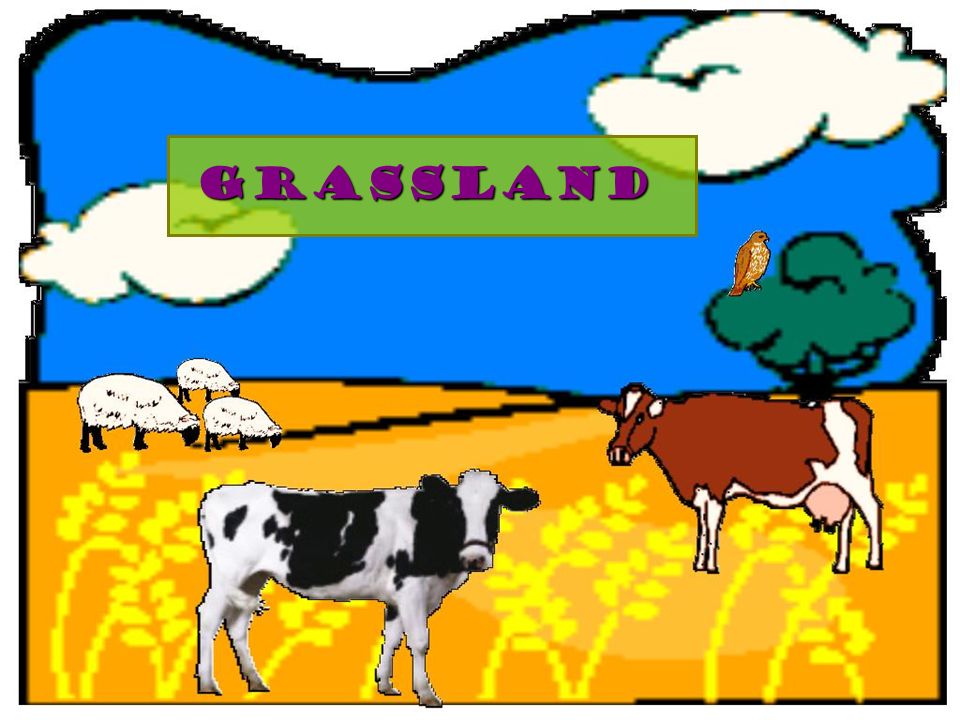 960x720 Ecosystems Of The World