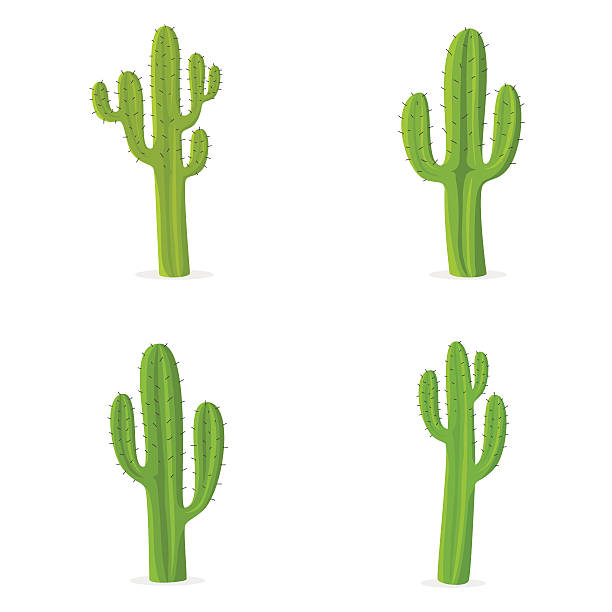 612x612 Grassland Cactus Clipart, Explore Pictures