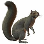 150x150 Squirrel Clip Art