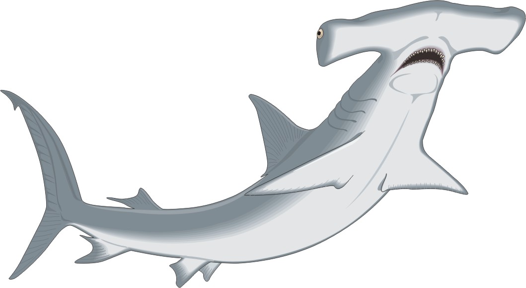 1059x579 Great White Shark Clipart Hammerhead
