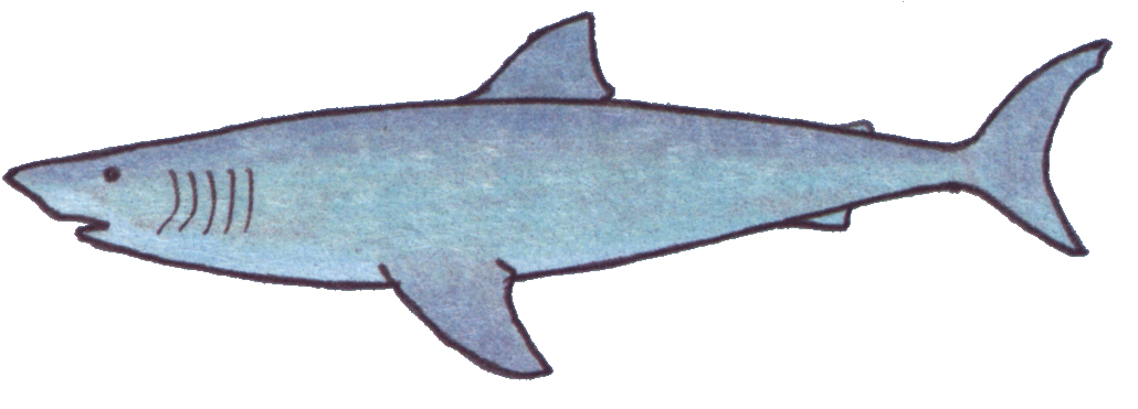 1030x371 Great White Shark Clipart Clipart