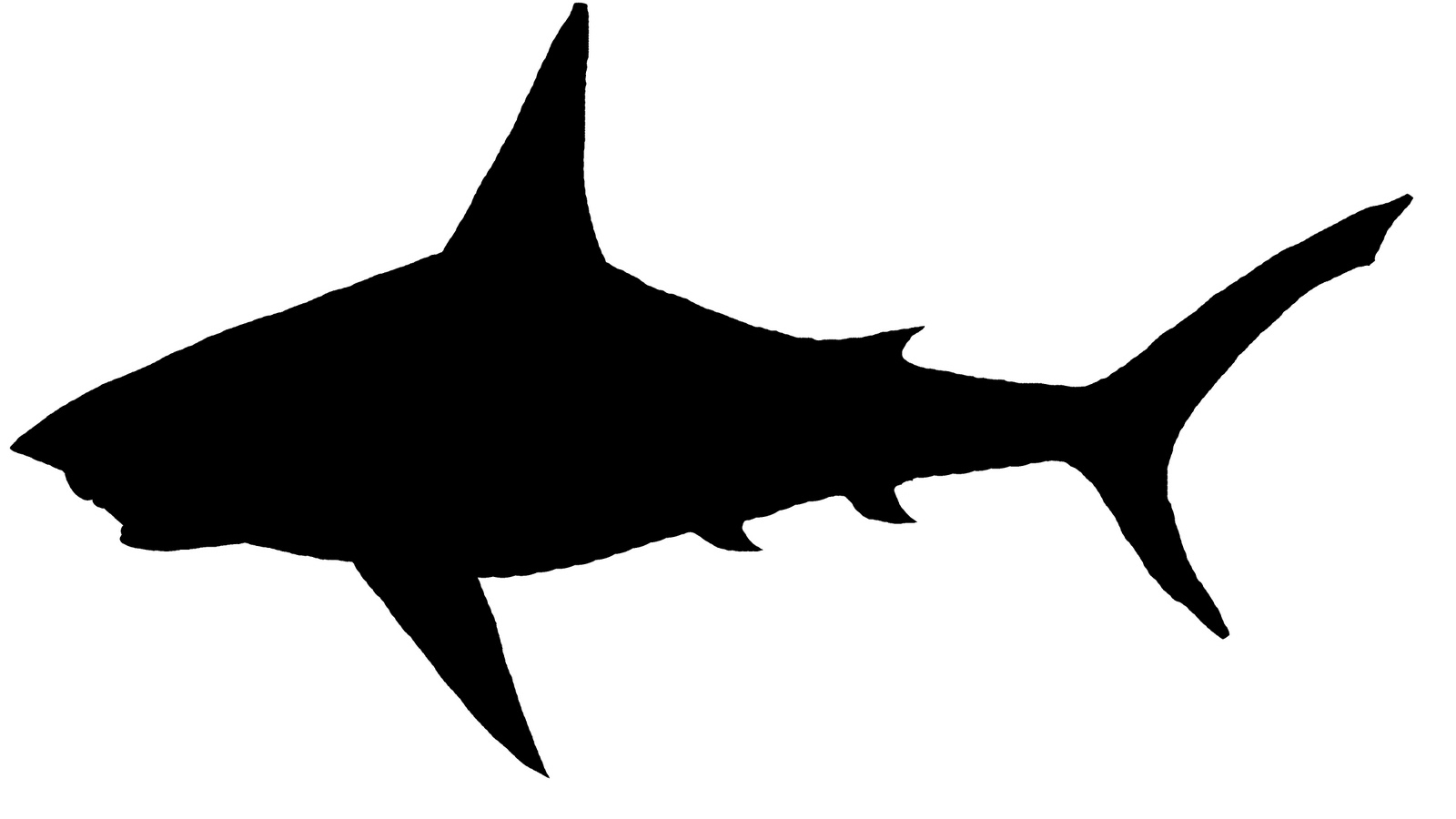 1600x900 Shark Clipart Simple