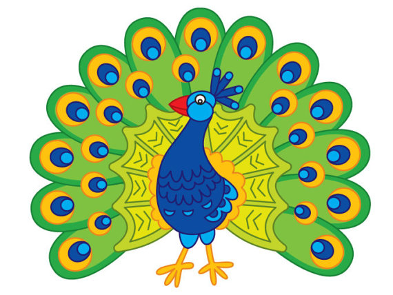 570x428 Peacock Clipart