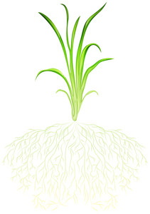 211x300 Illustration Of A Green Grass On A White Background Royalty Free