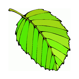 300x300 Green Leaves Images Free Clipart Images 3