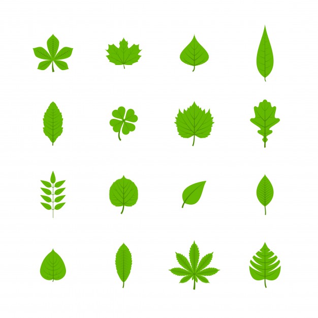 626x626 Leaf Vectors, Photos And Psd Files Free Download