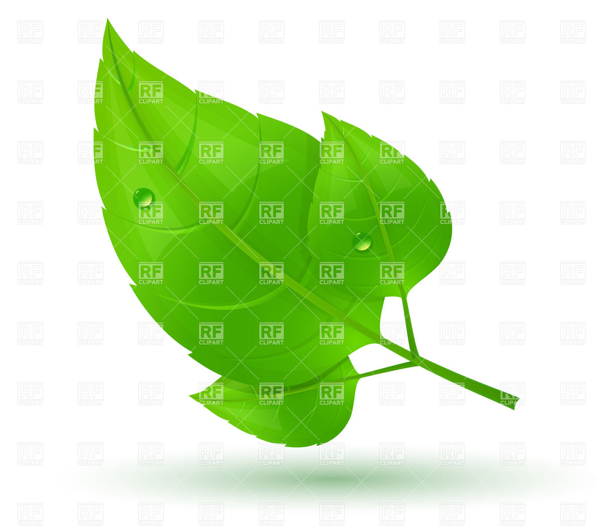 1200x1047 Green Leaves With Drops Of Water