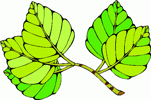 490x324 Leaves Clip Art
