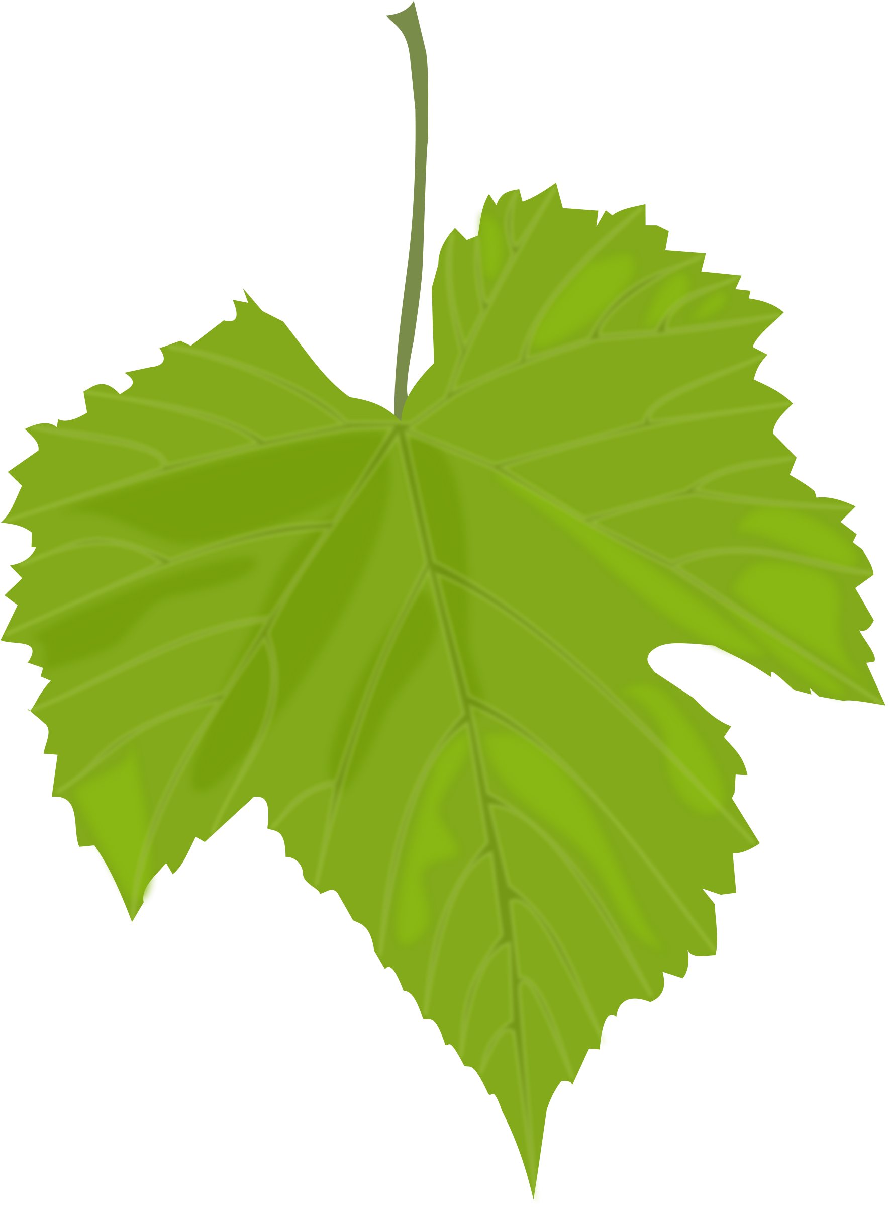 1767x2400 Green Leaves Twelve Isolated Stock Photo By