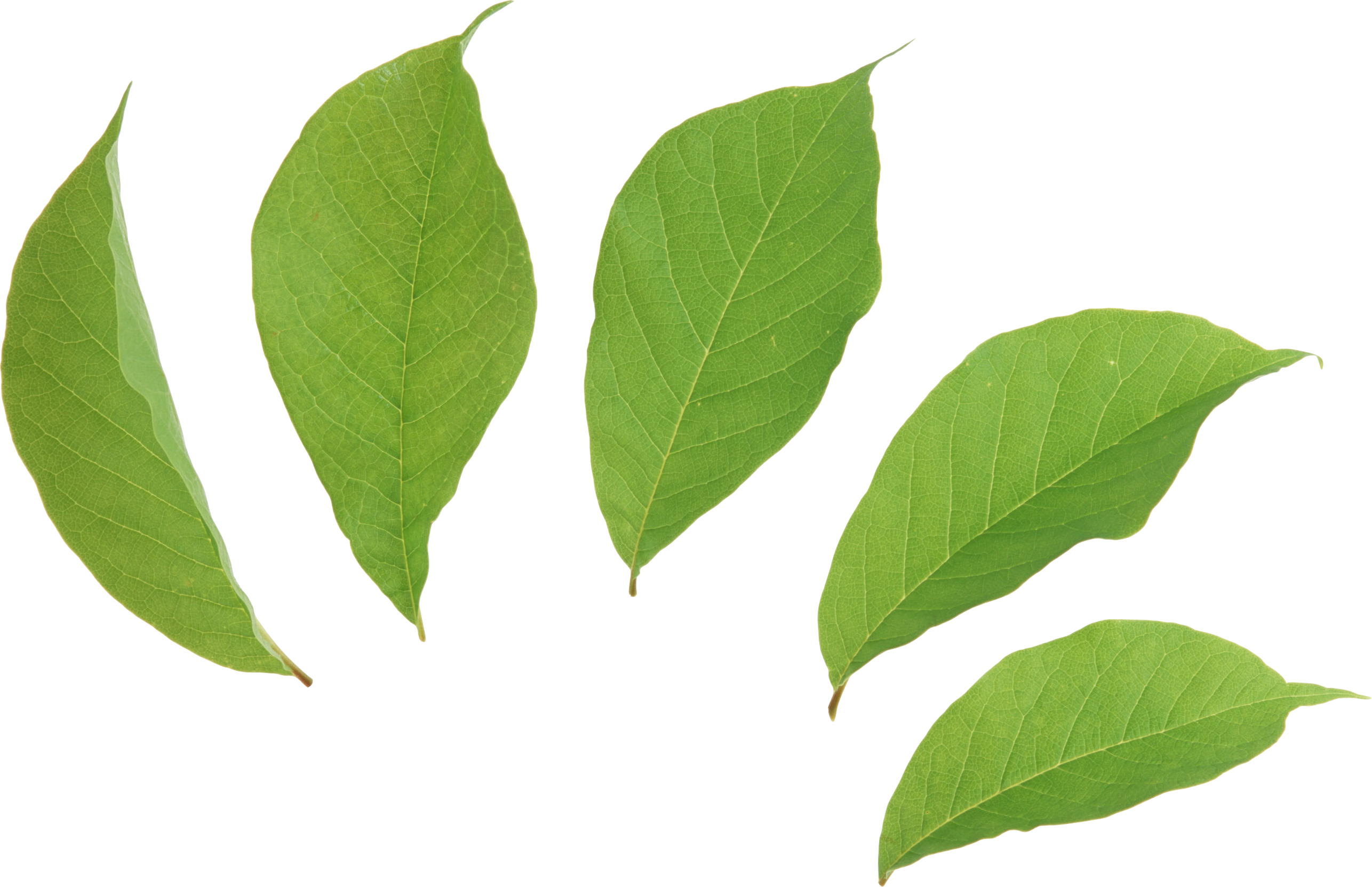 2572x1662 Green Leaves Two Isolated Stock Photo By