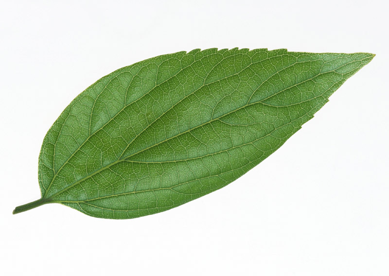 800x568 Green Leaf 30796