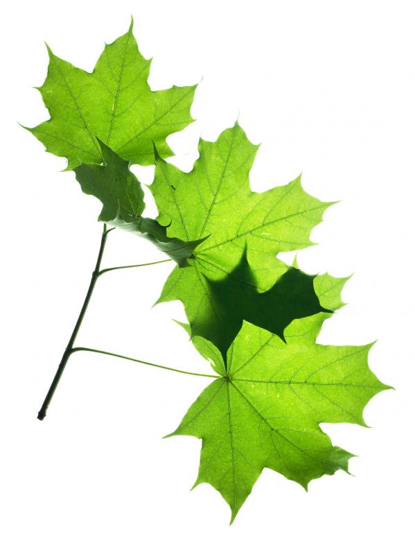 599x780 Branch With Green Leaves