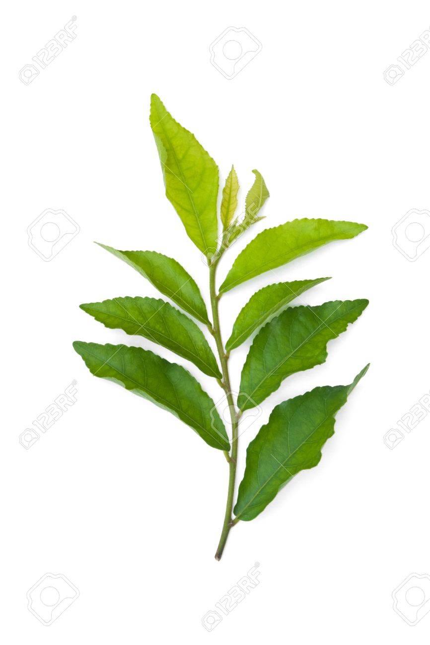 866x1300 Green Leaves Isolated On White Background,tooth Brush Tree,siamese