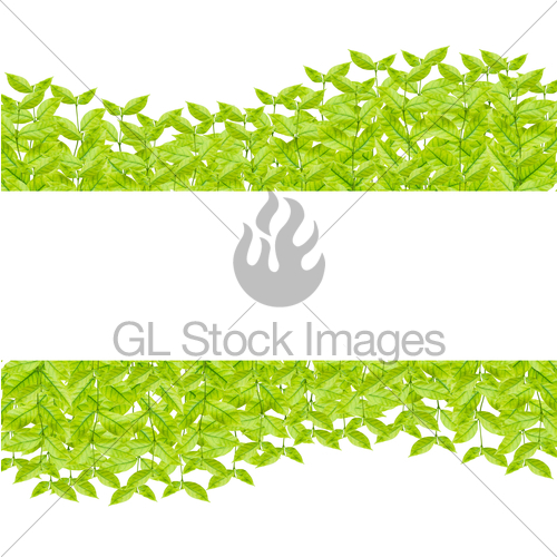 500x500 Green Leaves Isolated On White Background Gl Stock Images