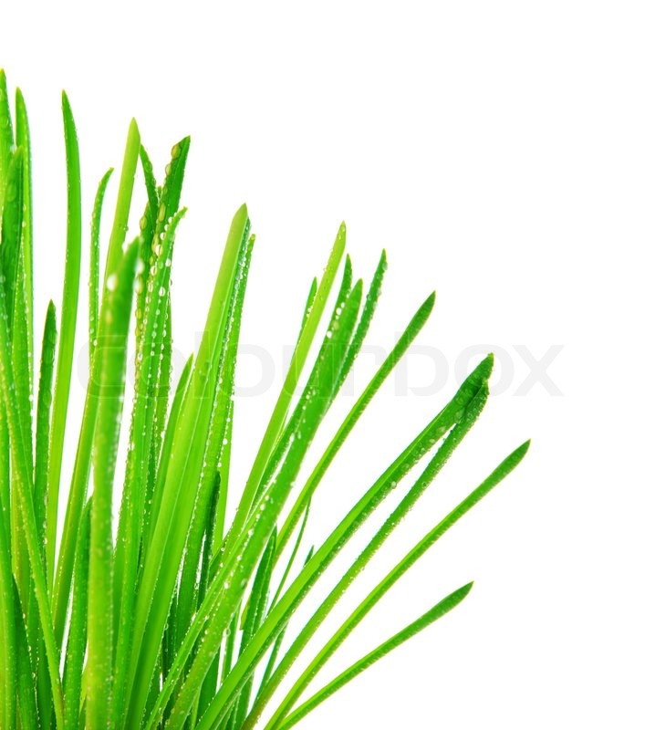 718x800 Green Grass Border, Fresh Spring Herbal Leaves, Abstract Wet