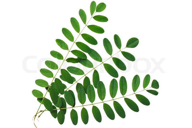 800x533 Green Leaves Acacia On White Background Stock Photo Colourbox