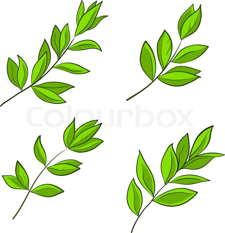 772x800 Green Leaves Of Various Plants On A White Background, Vector, Set
