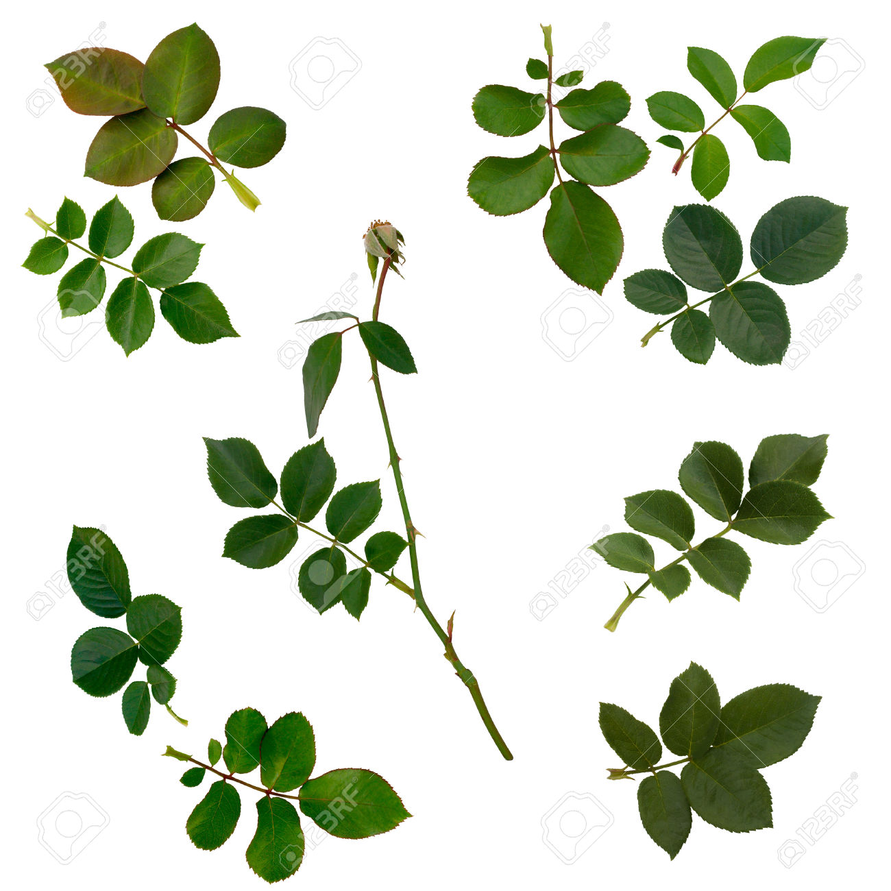 1300x1300 Leaves Clipart Rose Leaves