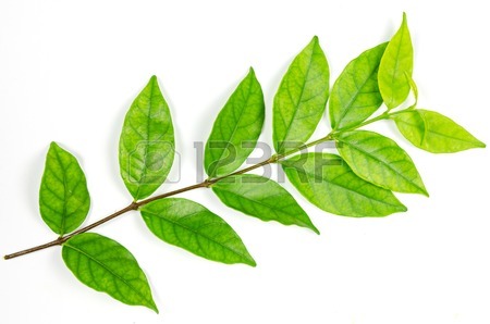450x298 Beautiful Green Leaves Isolated On White Background Stock Photo
