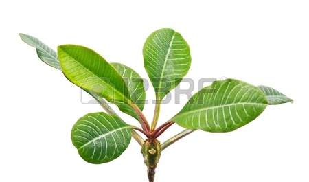 450x265 Long Green Leaves Isolated On White Background Stock Photo