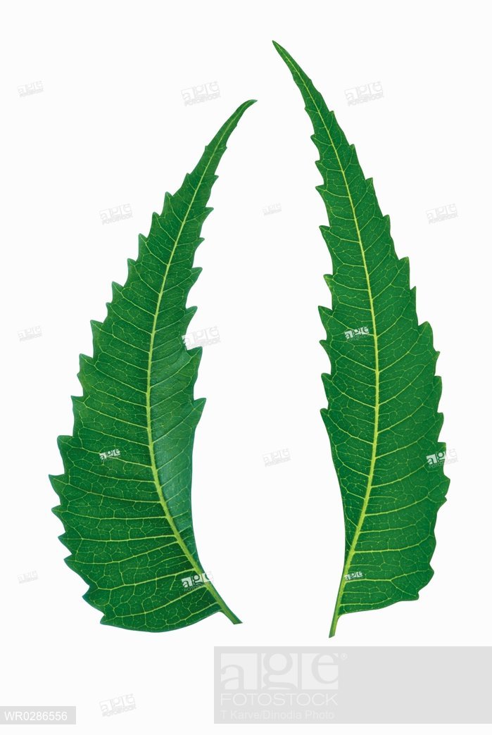 699x1044 Margosa Or Neem Azadirachta Indica Green Leaves On White