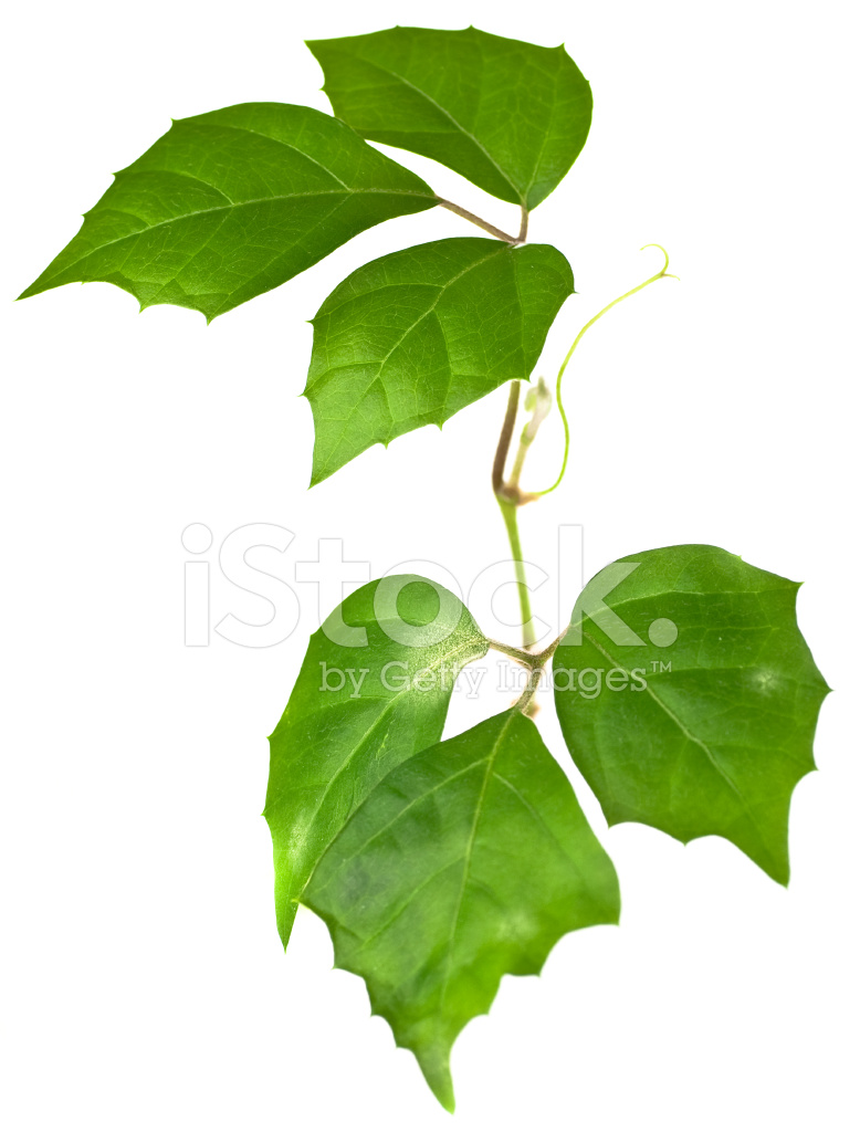 778x1024 Nature Design Ivy Background Over White Stock Photos