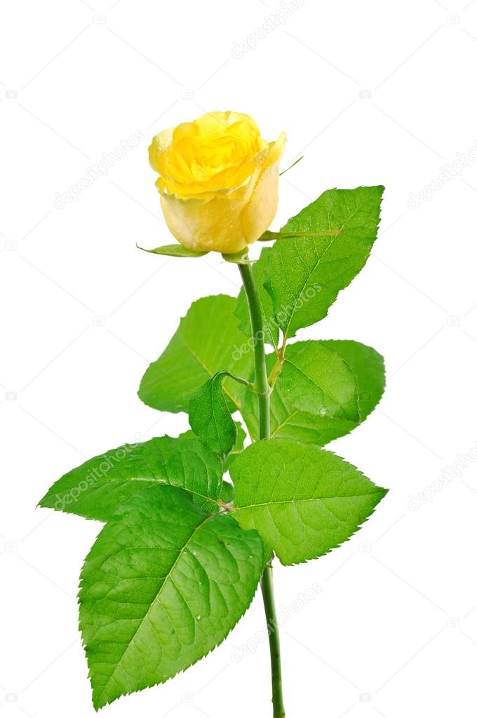 680x1024 One Yellow Rose With Green Leaves On A White Background Stock