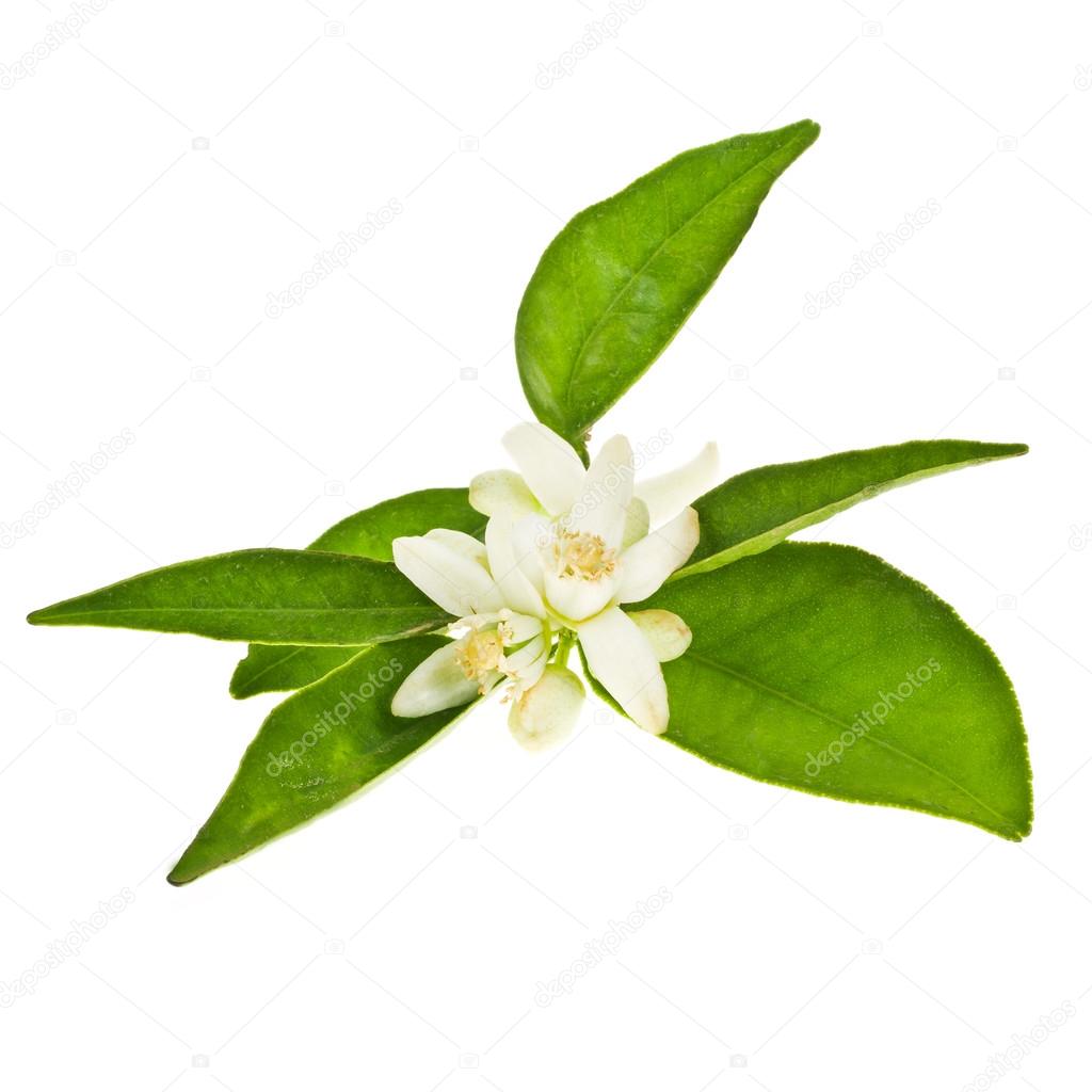1024x1024 Orange Tree Flowers And Green Leaves Orange Isolated On White