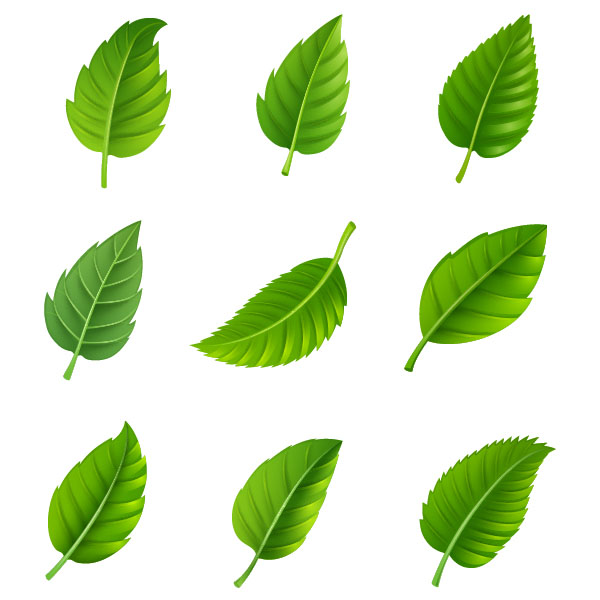 600x600 Realistic Green Leaves Isolated On White Background Vector