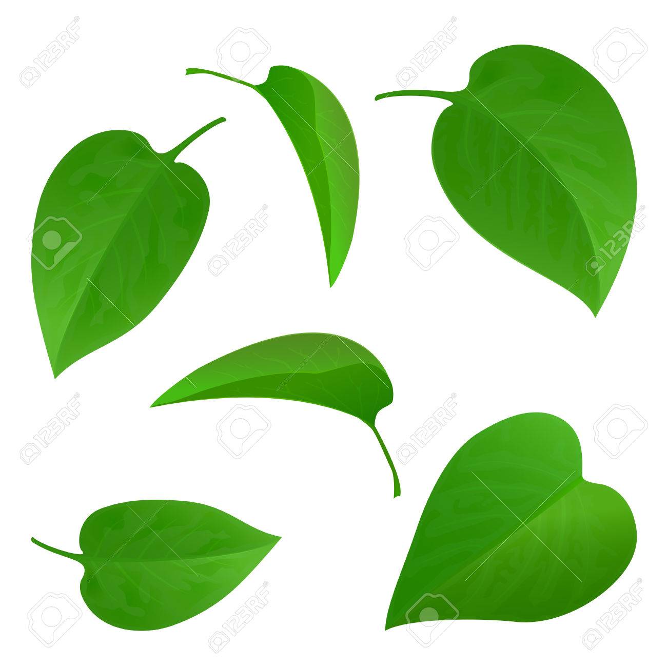 1300x1300 Set Of Green Leaves Isolated On White Background, Natural Green