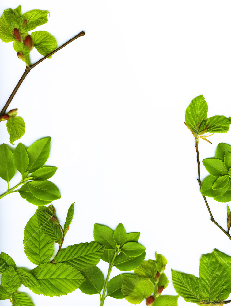 754x1000 Spring Leaves Border Over White Background Royalty Free Stock