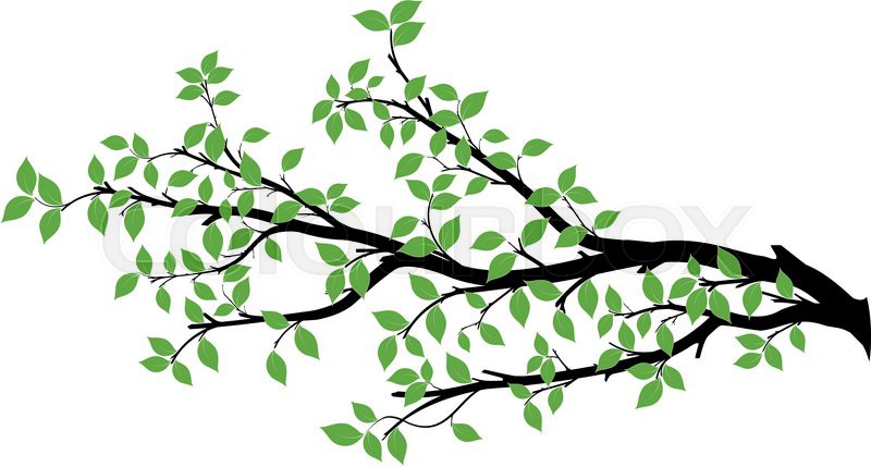 800x429 Tree Branch With Green Leaves Over White Background. Vector