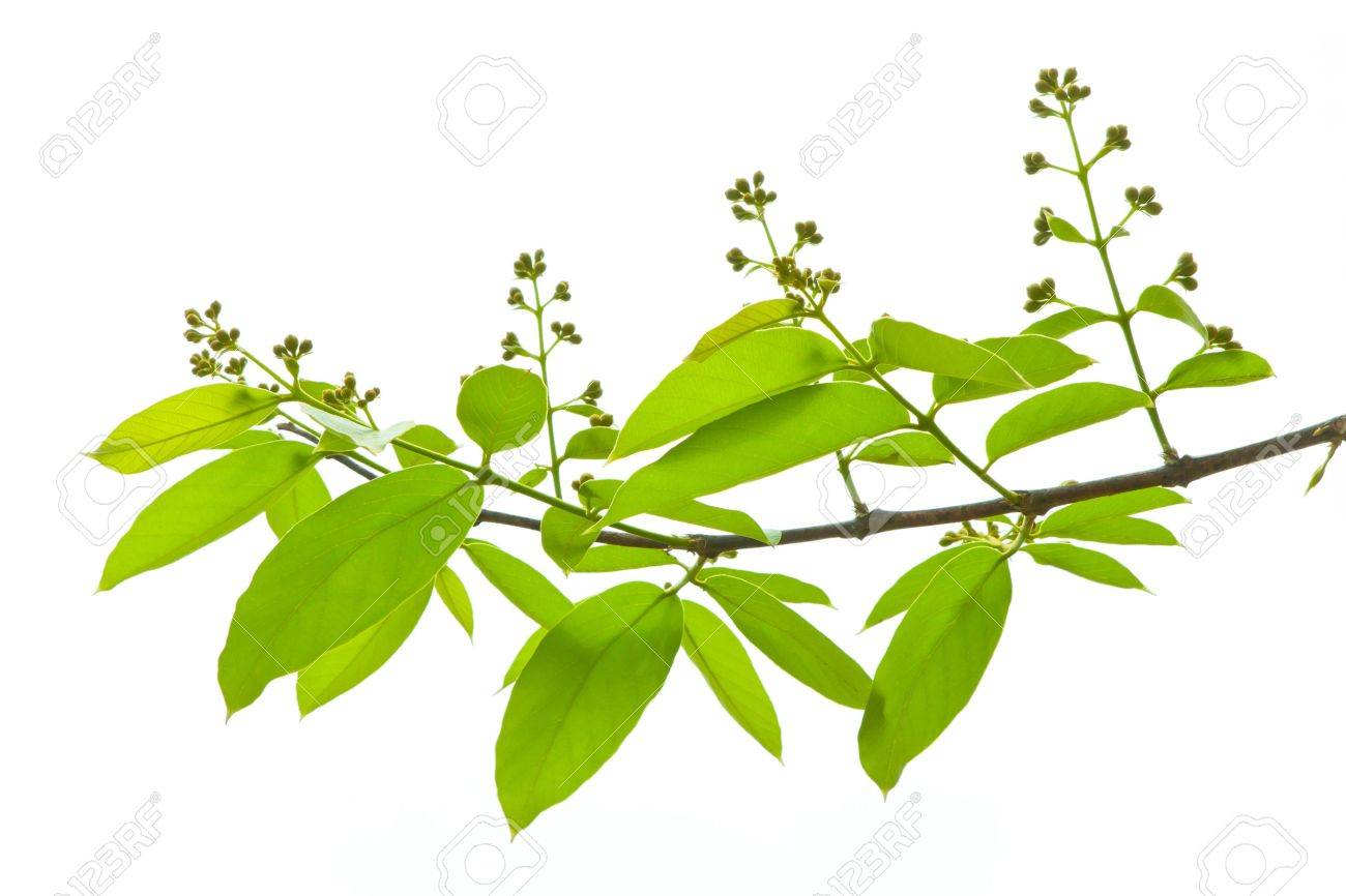 1300x866 Branch And Green Leaves On White Background Stock Photo, Picture