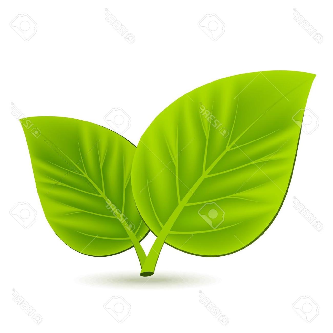 1300x1300 Unique Two Green Leaves On White Background Stock Vector Leaf Library