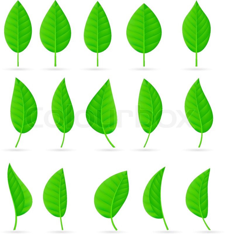 770x800 Various Types And Shapes Of Green Leaves Illustration On White