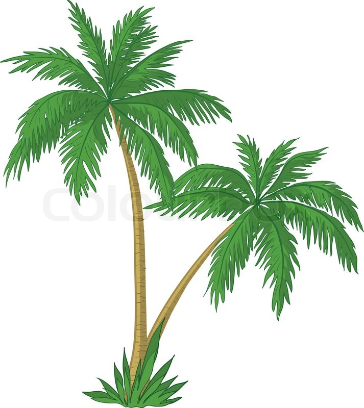 713x800 Vector, Palm Trees With Green Leaves On White Background Stock