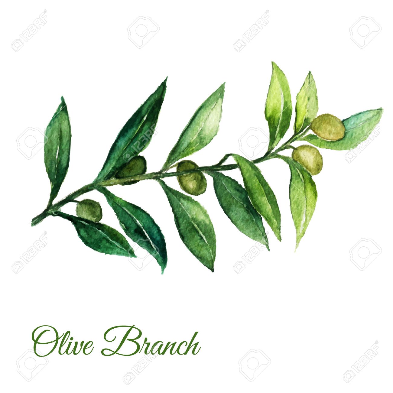 1300x1300 Vector Watercolor Hand Drawn Olive Branch Illusration With Green