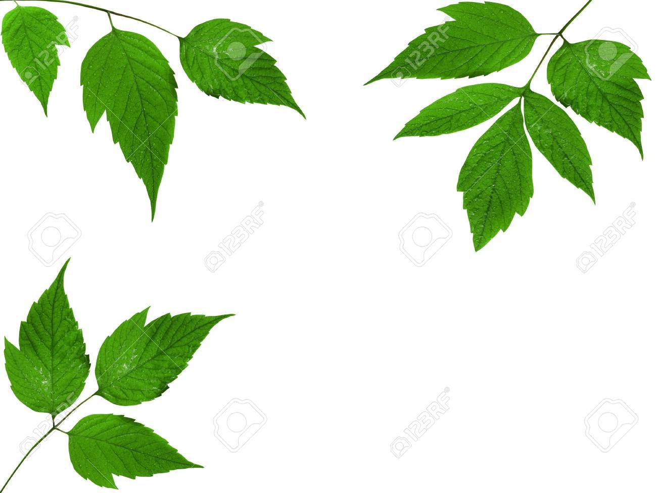 1300x975 Foliage Frame. Green Dewy Leaves On White Background Stock Photo