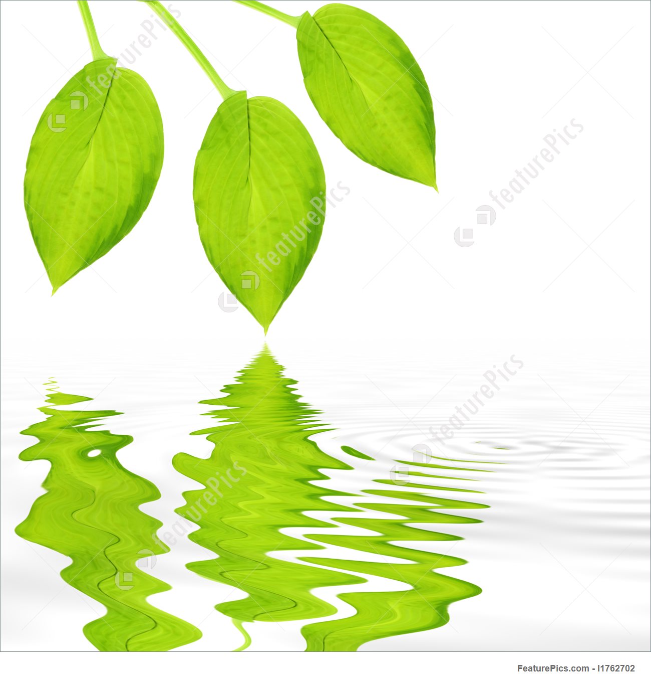 1300x1360 Green Leaf Beauty Picture