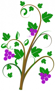 181x300 Vine Clip Art Download